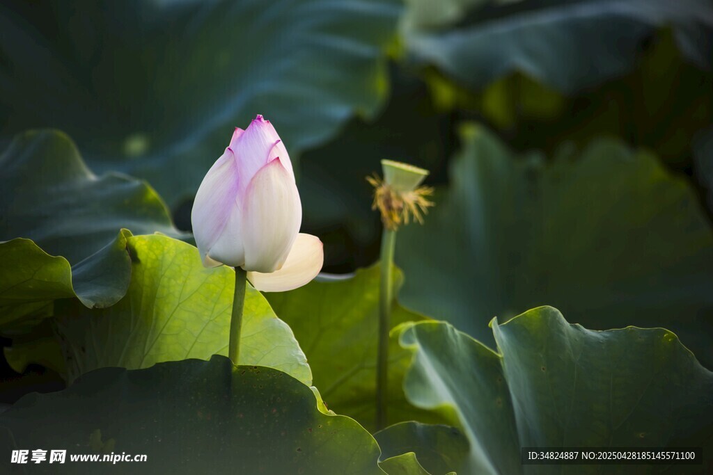 含苞荷花与绿叶相伴