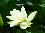 洁白荷花绽放绿叶间