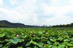 夏日荷塘美景