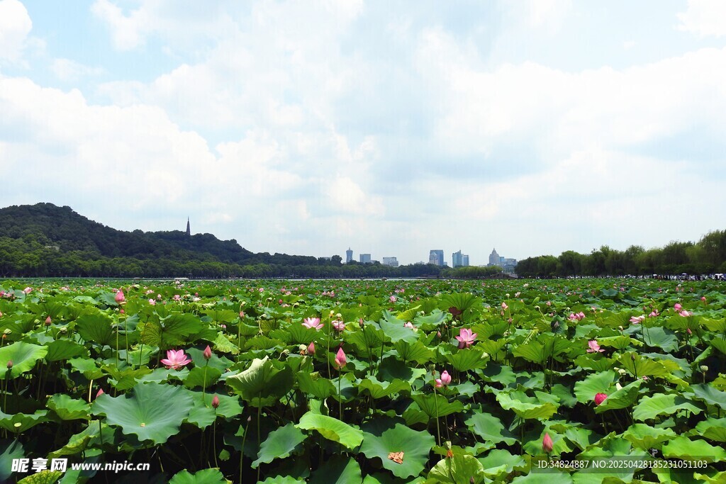 夏日荷塘美景