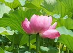 娇艳荷花绽放绿叶间