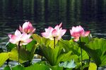 娇艳荷花绽放于绿叶间