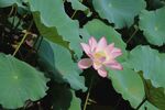粉色荷花绽放于绿叶间