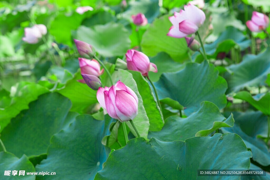 娇艳荷花绽放于绿叶间