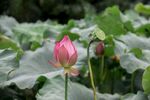 娇艳荷花绽放于绿叶间
