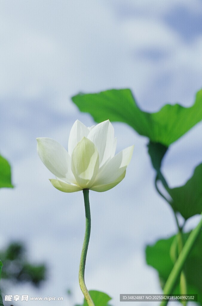洁白荷花绽放于绿叶间