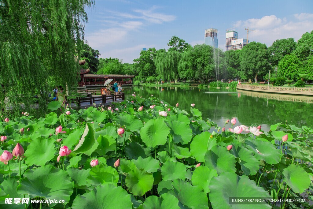 夏日荷塘美景