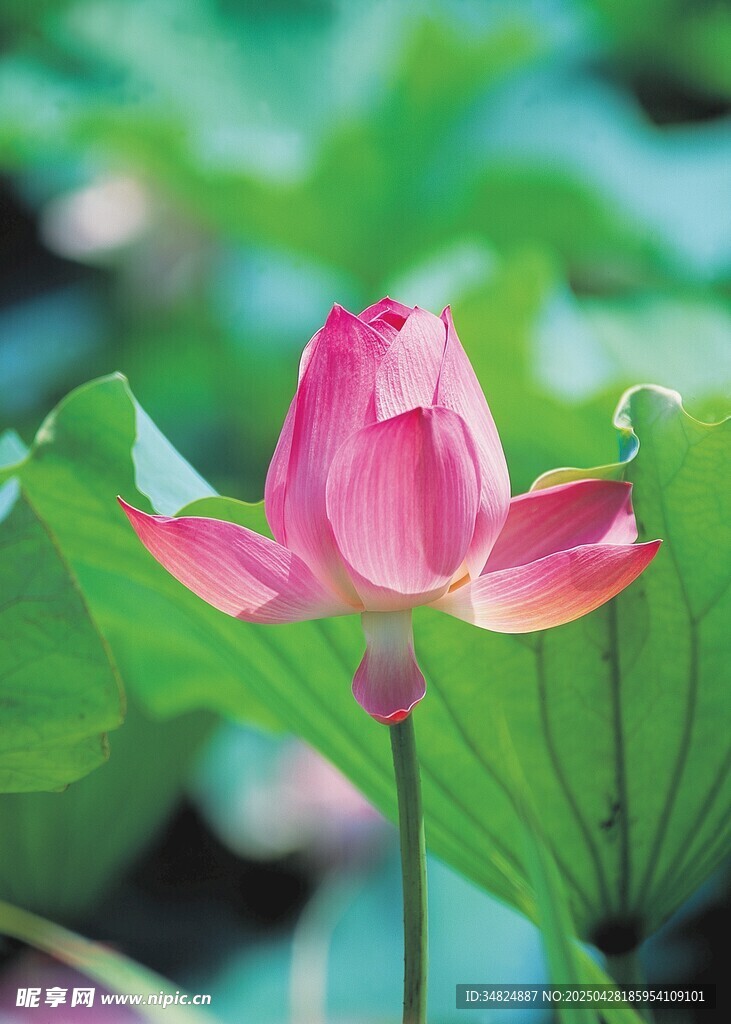 娇艳荷花绽放绿叶间