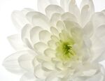 洁白菊花特写