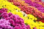 多彩菊花绽放