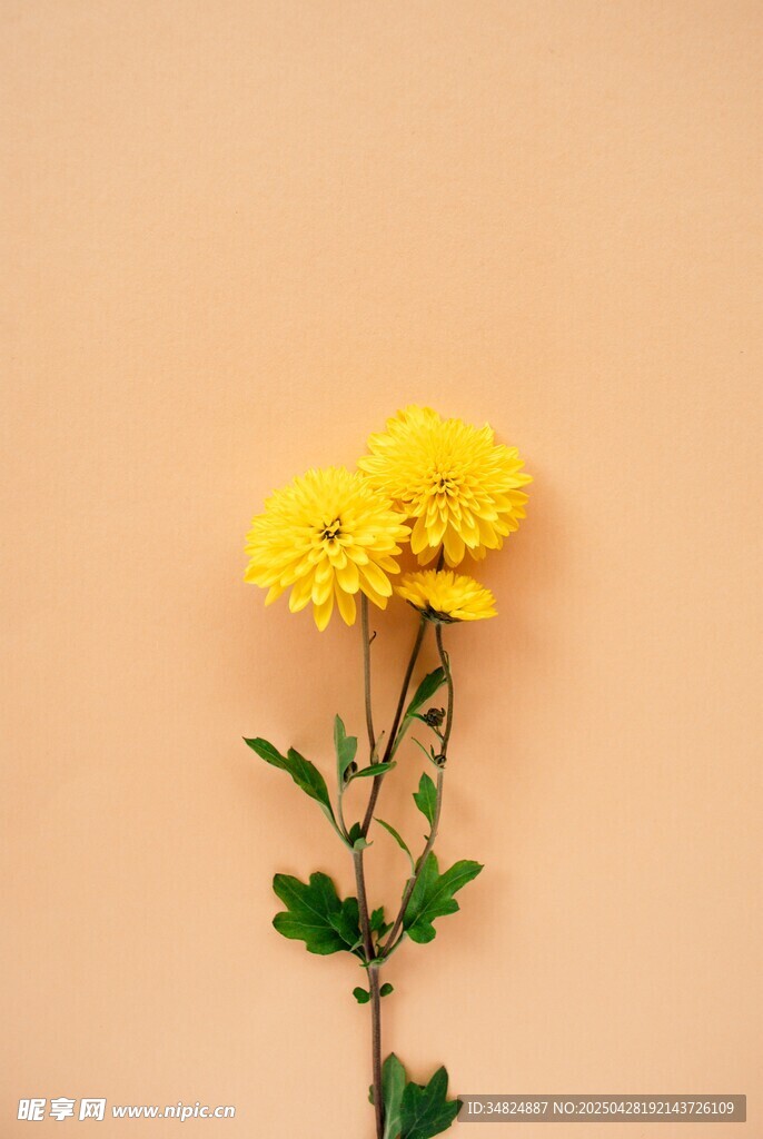 两朵黄色小花绽放