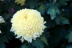 黄色菊花特写