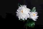 两朵洁白菊花绽放