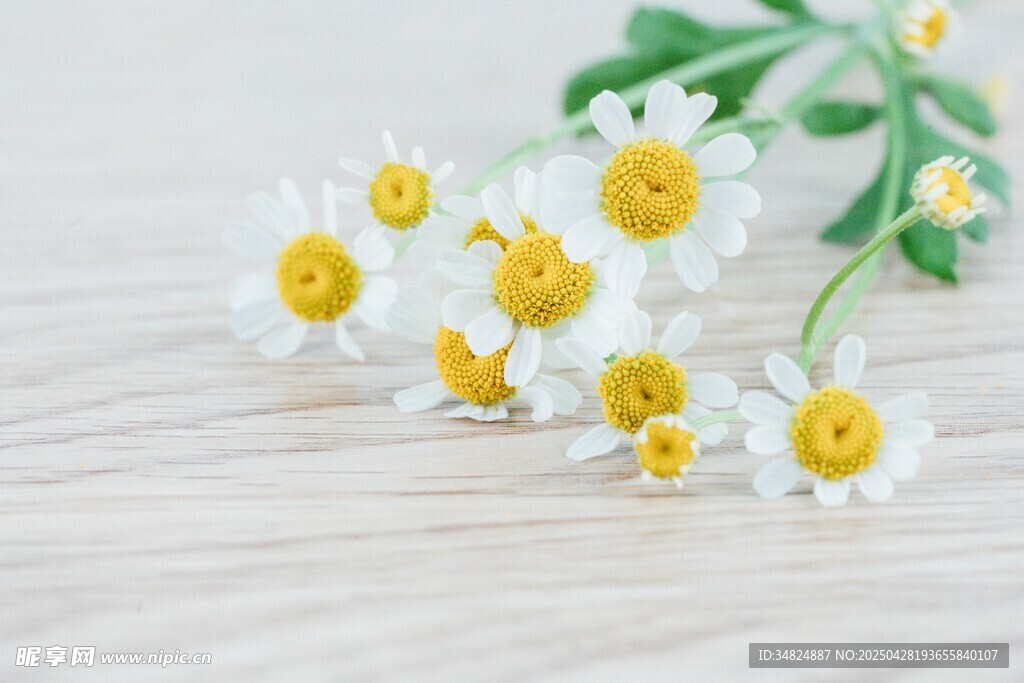 木桌上的清新小雏菊