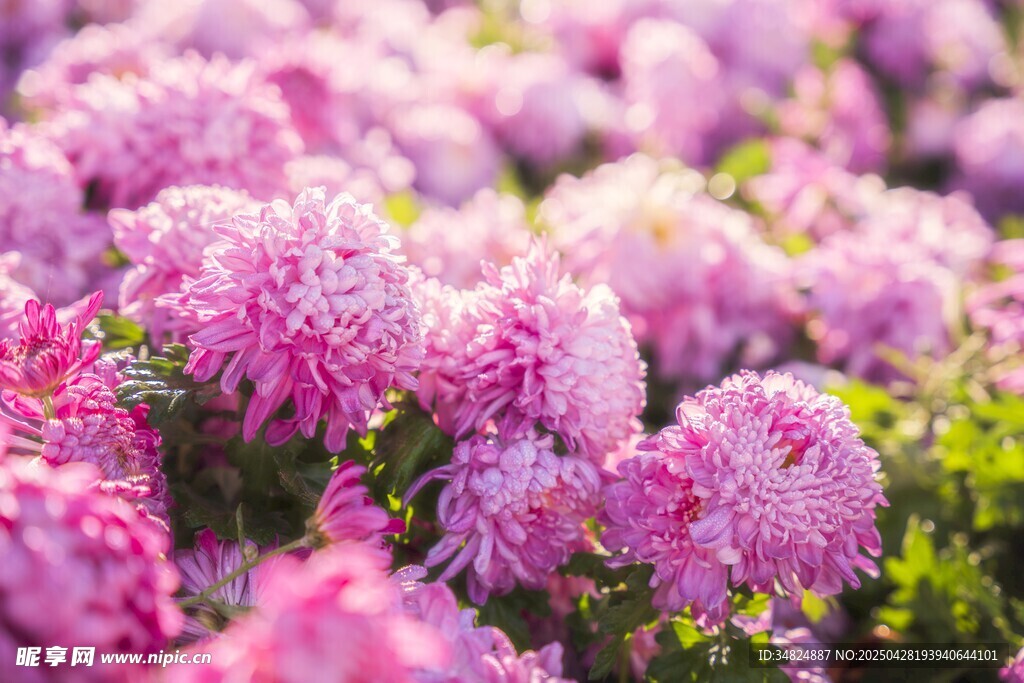 浪漫粉色菊花花海景观