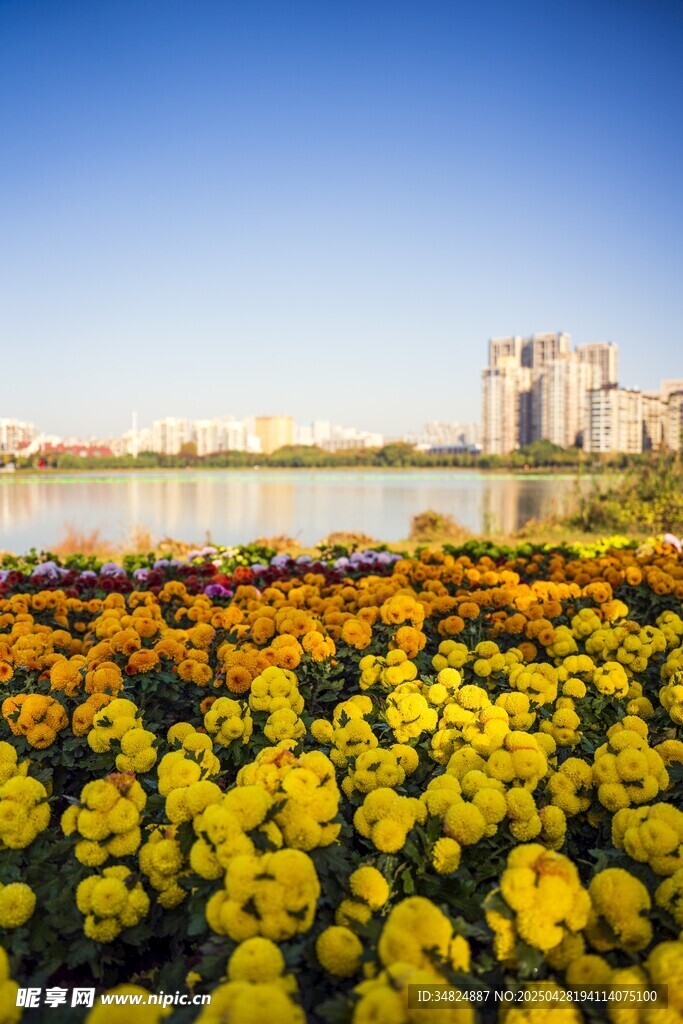 湖畔菊花盛放美景