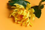 黄色菊花特写