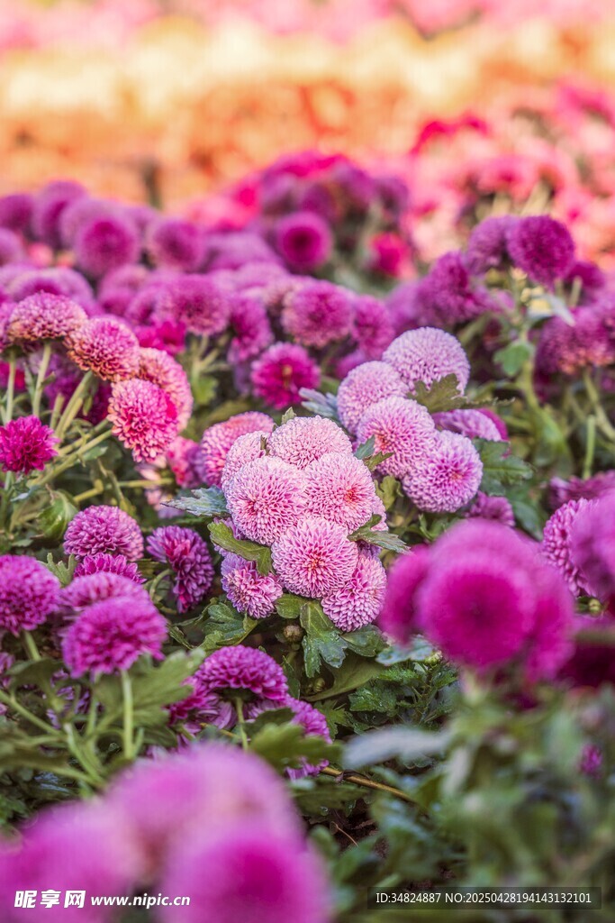 缤纷花海