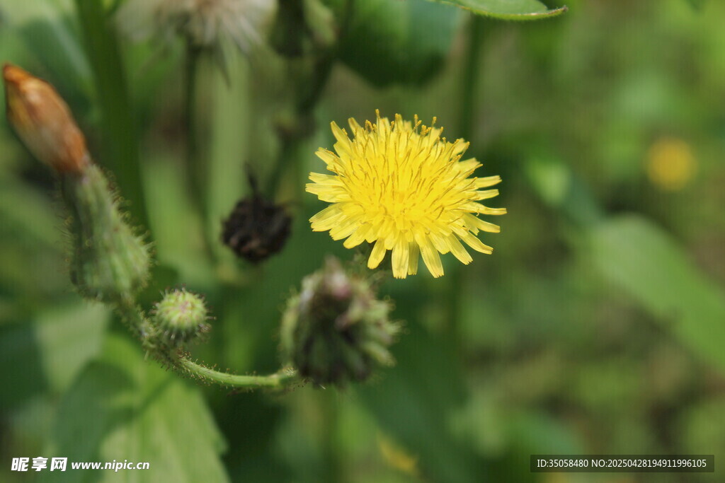 黄色蒲公英绽放于绿野