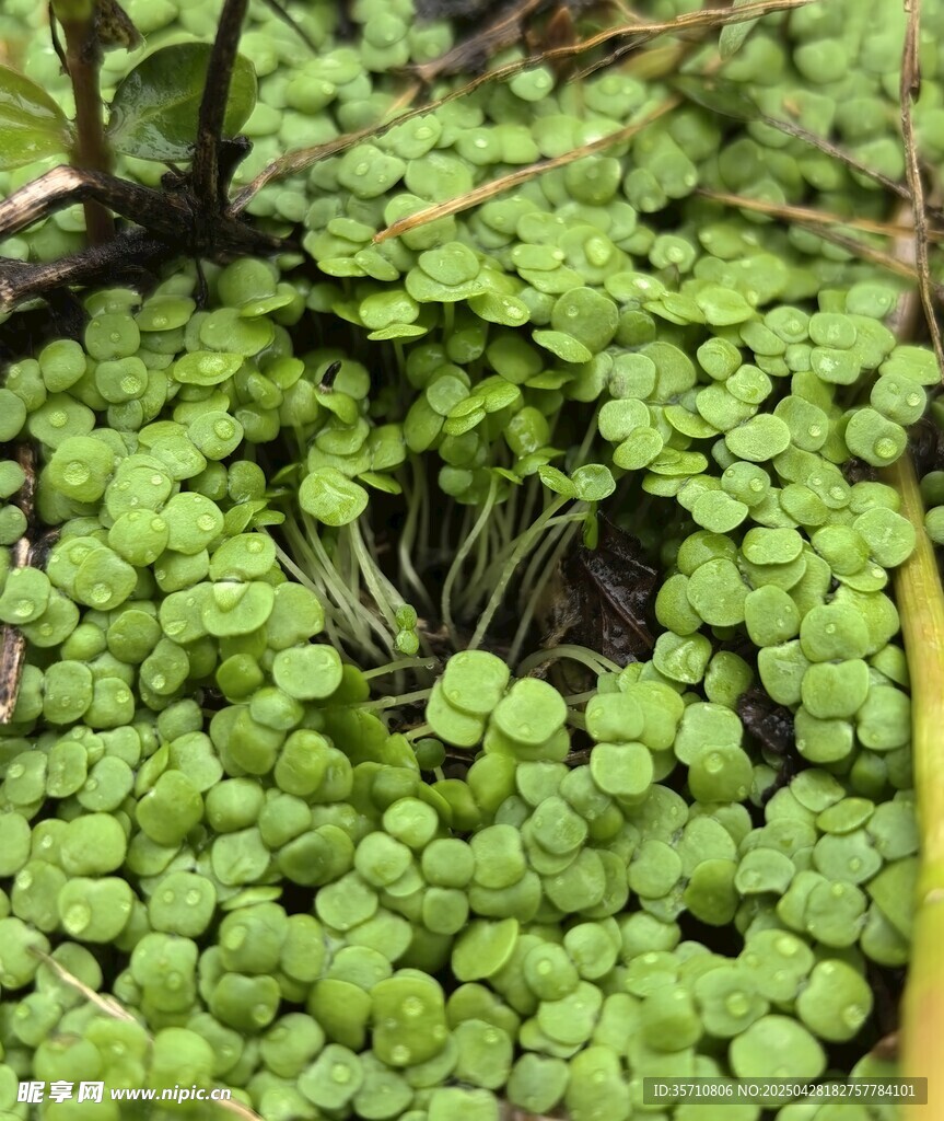 翠绿小草苗