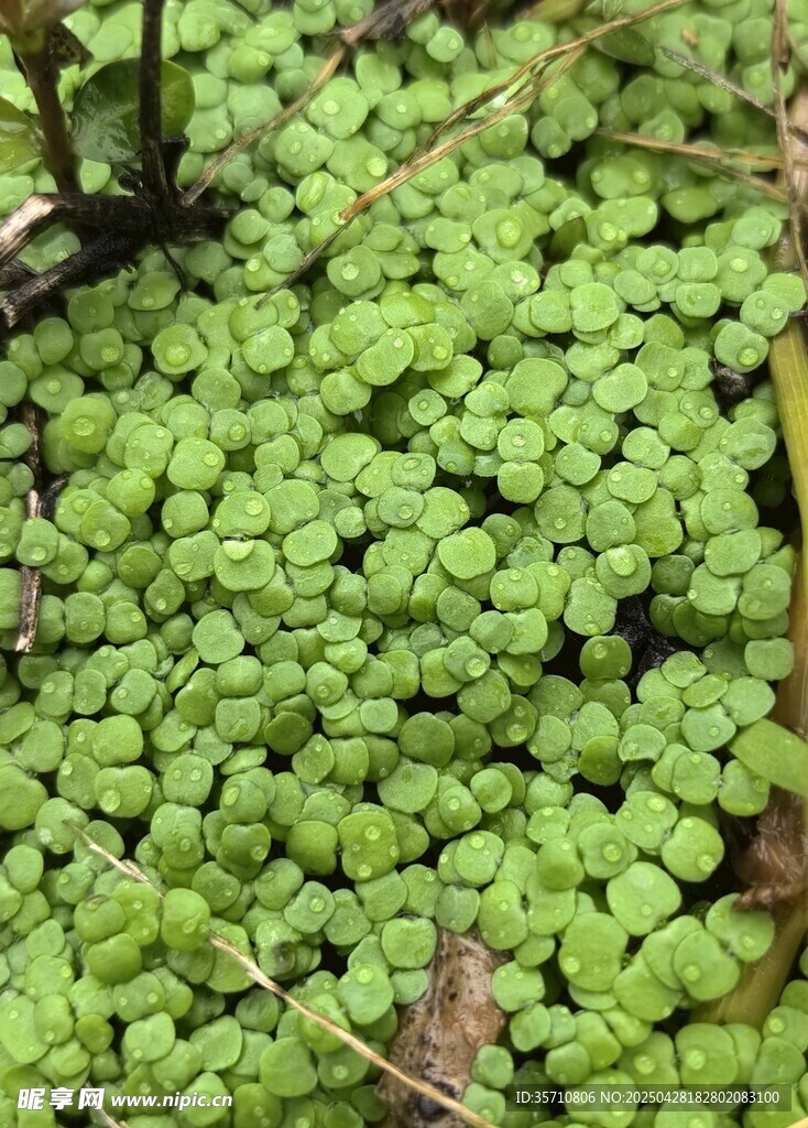 雨后小草