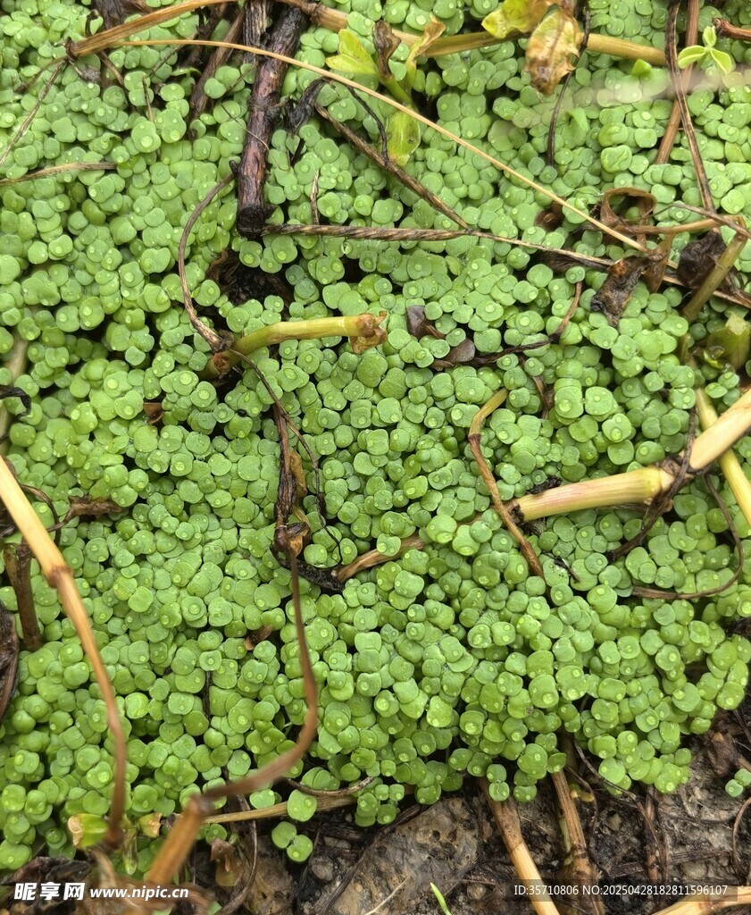 翠绿小草植物特写
