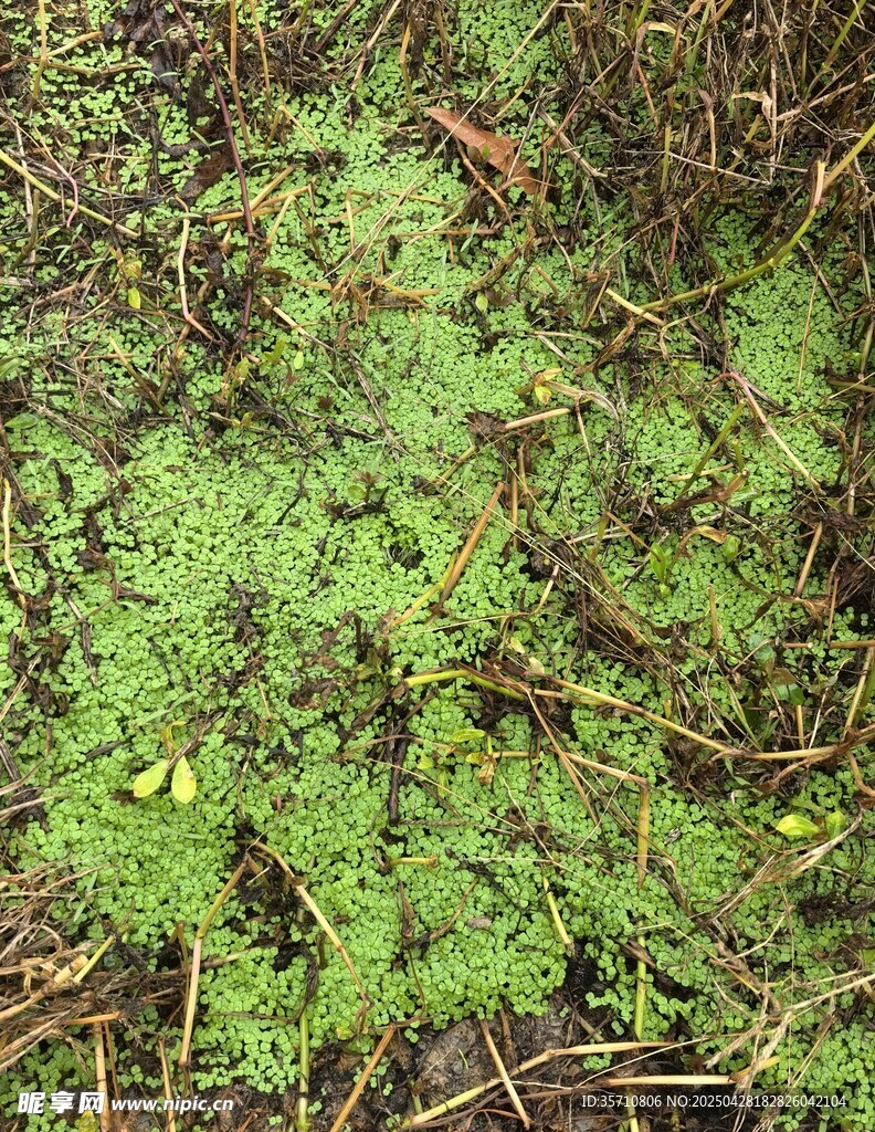 地面上的翠绿小草苗