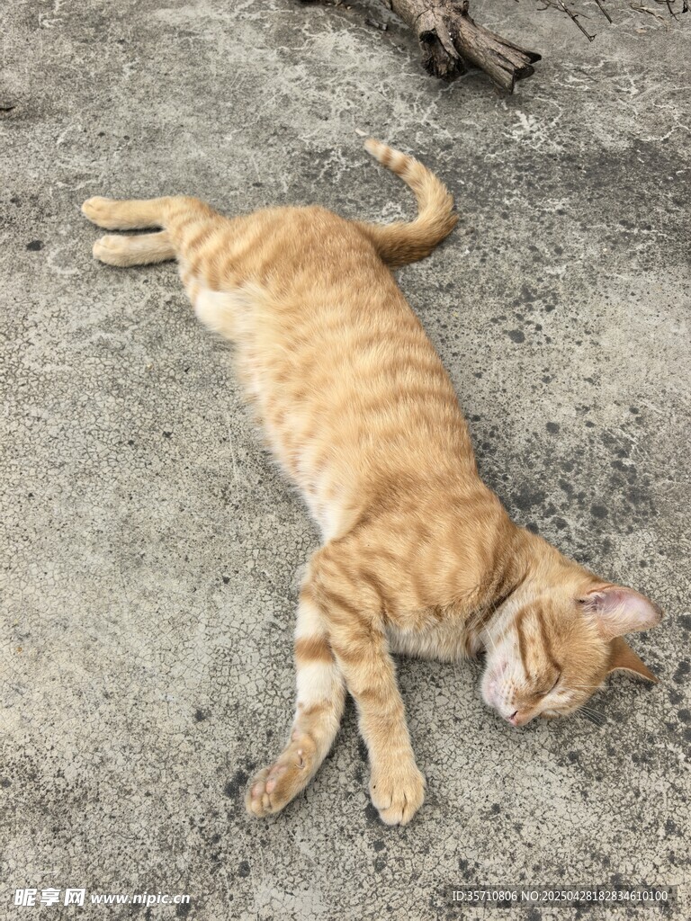 橘猫惬意躺地小憩