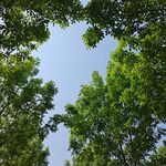 树叶