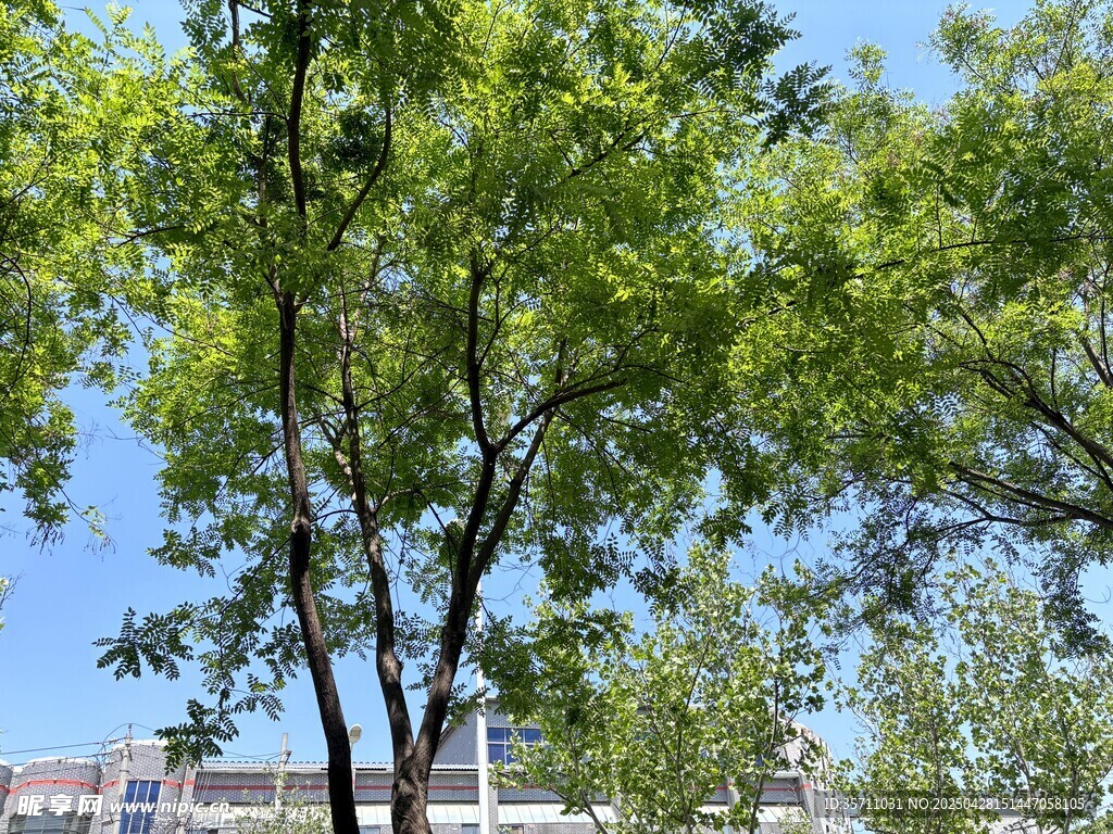 天空  树