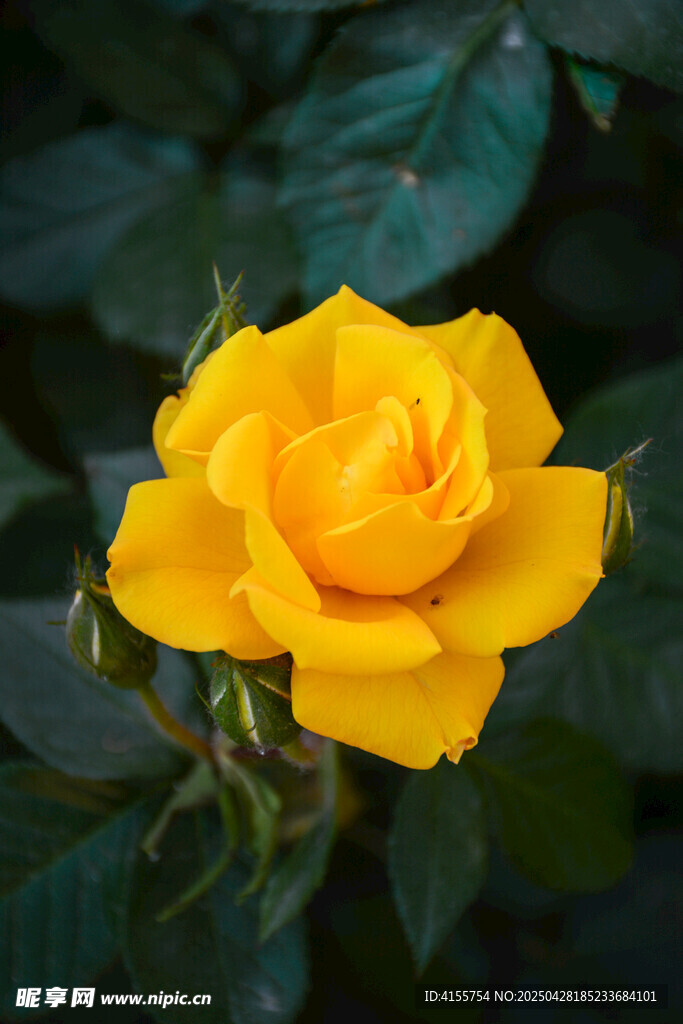 黄色娇艳月季花特写
