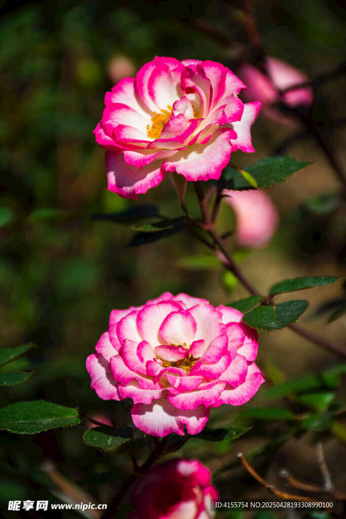 娇艳双色月季花绽放