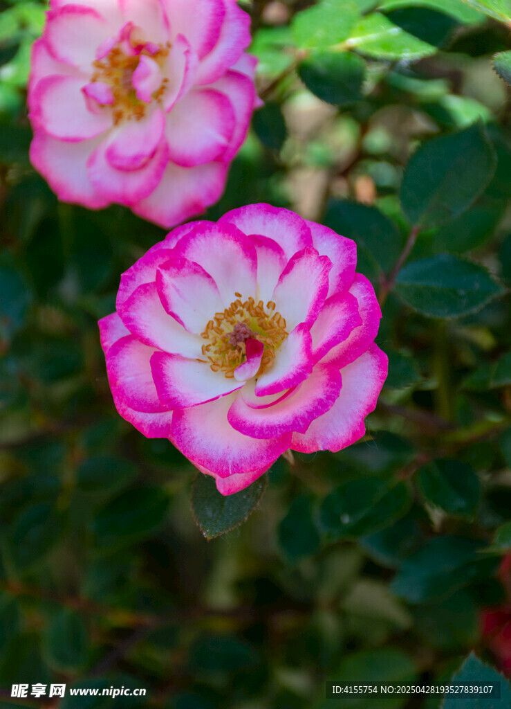 娇艳双色月季花绽放
