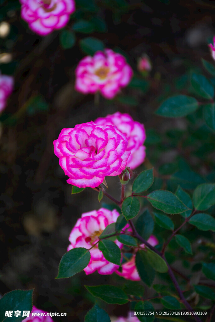 娇艳粉色月季花绽放