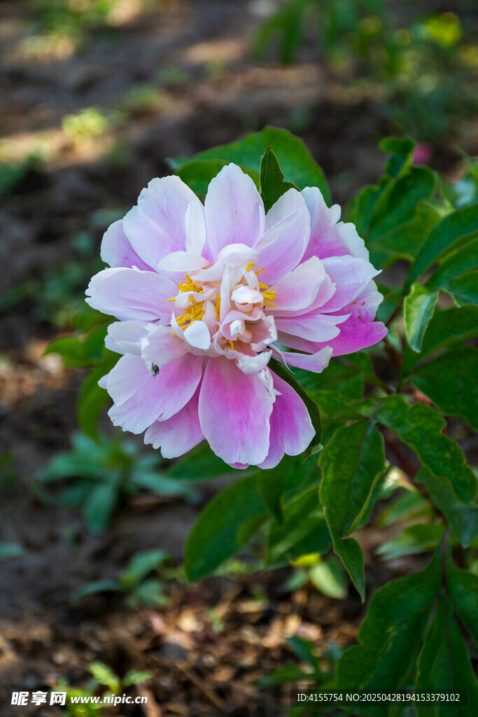 娇艳粉色芍药花绽放