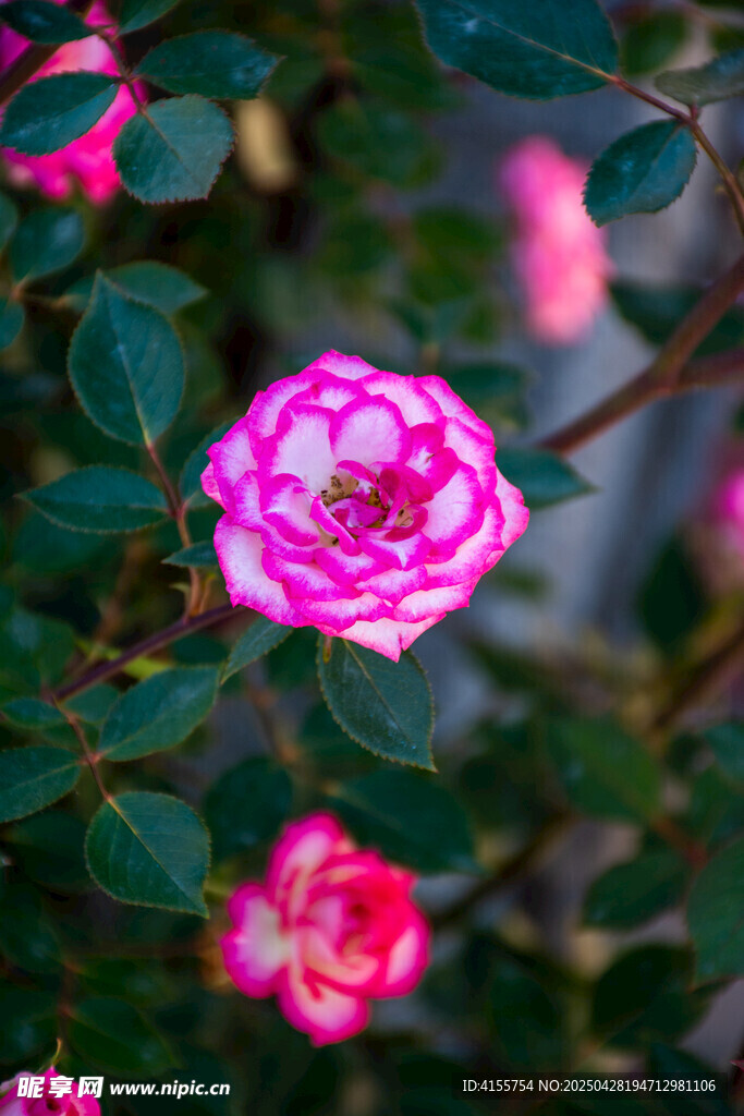 娇艳双色月季花绽放