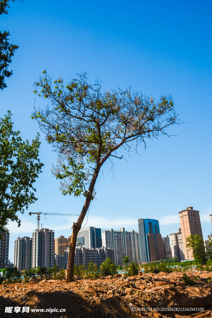 城市中孤树挺立的景象