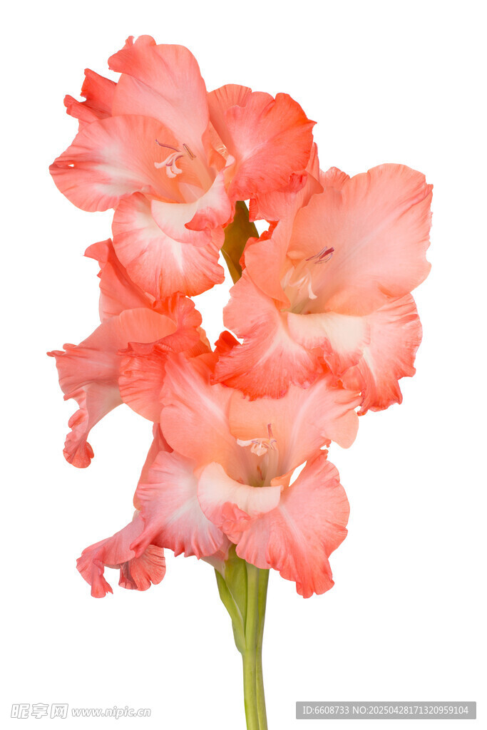 粉色唐菖蒲花朵特写