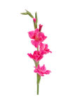 粉红唐菖蒲花一枝独秀