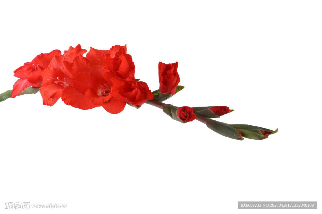 鲜艳红色唐菖蒲花朵