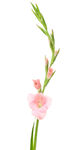 粉色花枝绽放美丽花朵