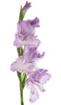 优雅紫色唐菖蒲花朵
