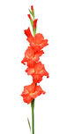 鲜艳红色唐菖蒲花
