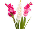 美丽唐菖蒲花束