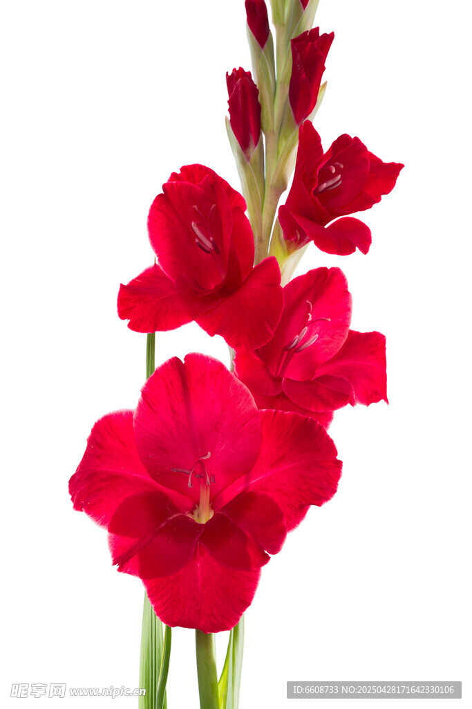 鲜艳红色唐菖蒲花朵