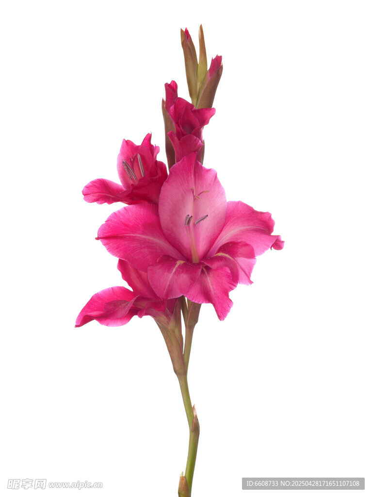 娇艳粉色唐菖蒲花