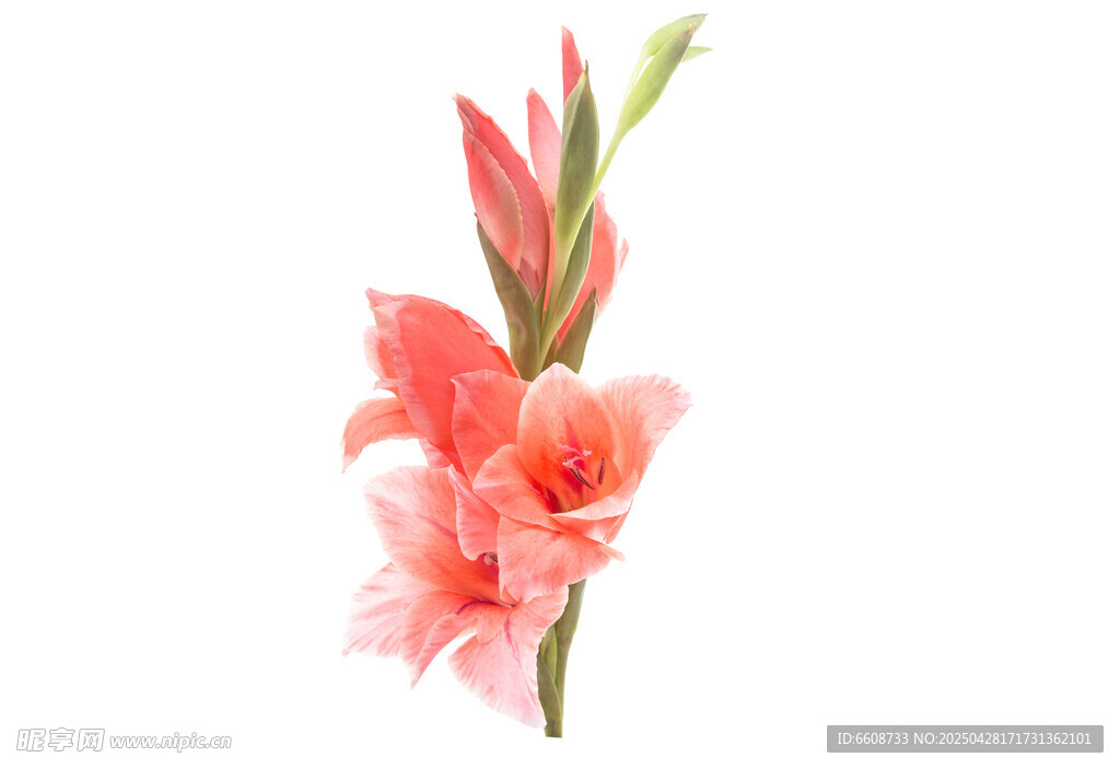 粉色唐菖蒲花特写