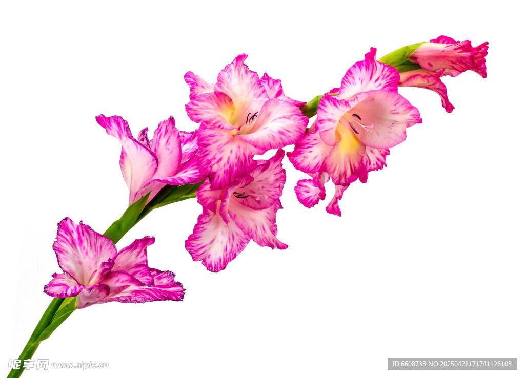 粉色唐菖蒲花特写