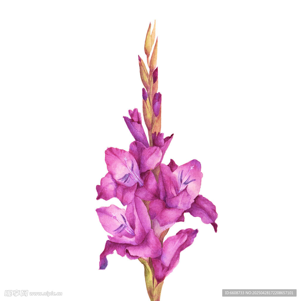 紫色唐菖蒲花特写