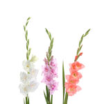 多彩唐菖蒲花绽放